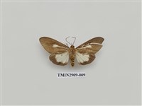 藏品(圓端擬燈蛾)的圖片